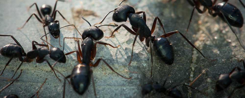 Απολύμανση για μυρμήγκια ΑΙΑΣ