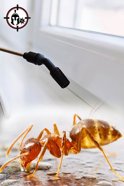Απολύμανση για μυρμήγκια με υπολειμματικό ψεκασμό
